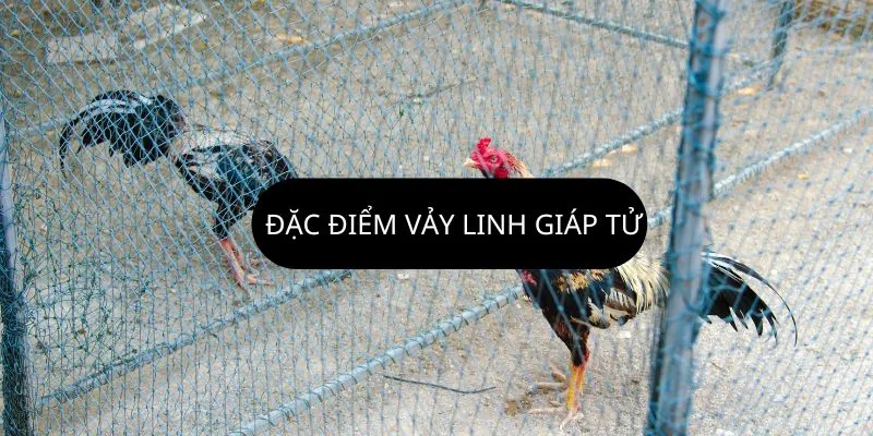 dac-diem-vay-ga-linh-giap-tu