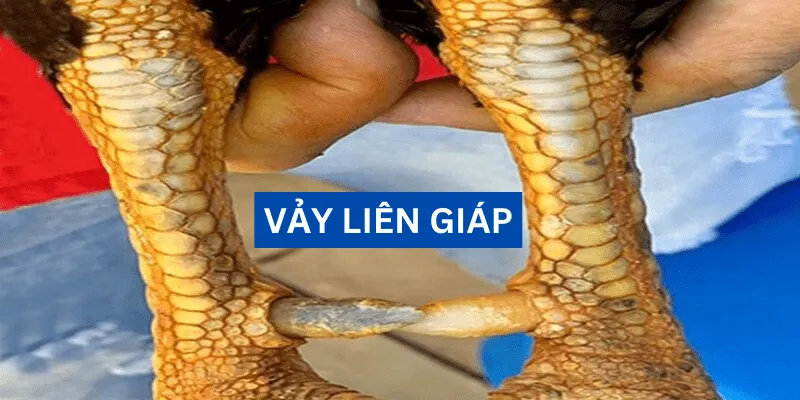 vay-lien-giap